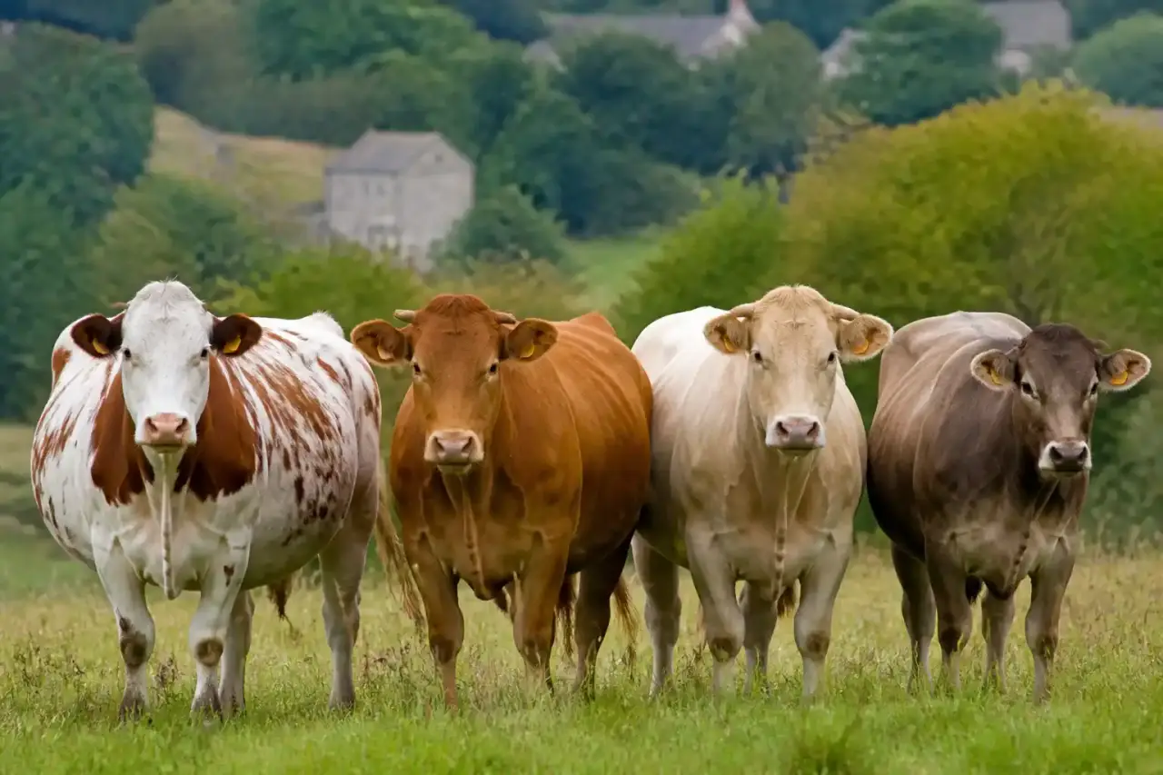Les races de vaches en France se distinguent par leur usage, leur robe et leur terroir
